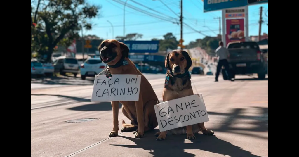 Cães 'frentistas' conquistam clientes 🐾