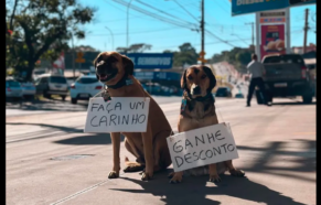 Cães 'frentistas' conquistam clientes