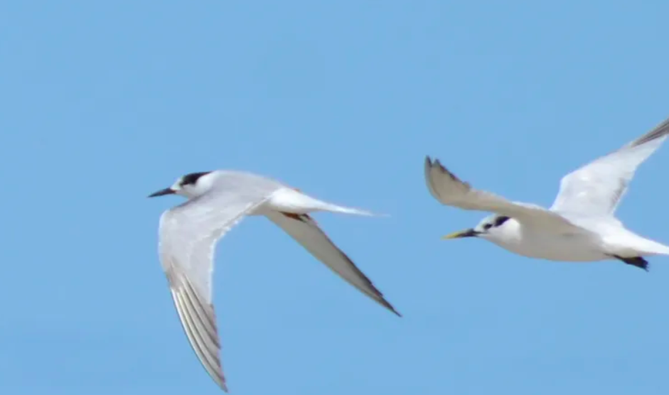 Gripe aviária confirmados no Paraná🐦