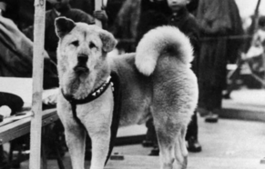 Hachiko: a história do cão mais fiel do mundo