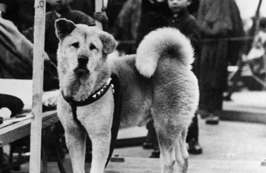 Hachiko: a história do cão mais fiel do mundo