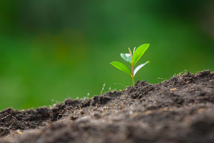 Recuperação de solos degradados 🌱