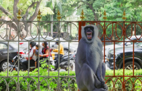 Índia Emprega 'Homens Macaco'