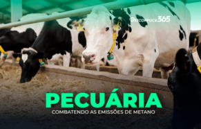 Pecuária: Combatendo as Emissões de Metano