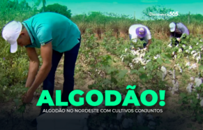 Algodão no Nordeste com Cultivos Conjuntos