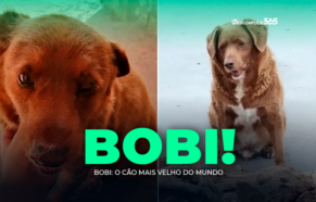 Bobi: O Cão Mais Velho do Mundo