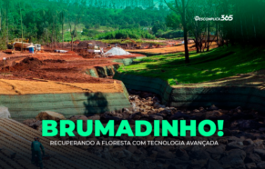 Reflorestamento: Recuperando Brumadinho