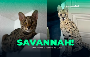 Savannah: o felino de luxo