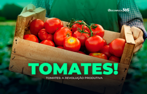 Tomates: a revolução produtiva