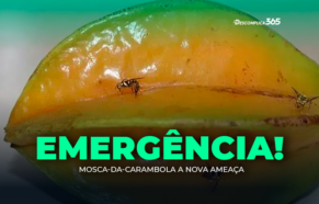 Mosca-da-Carambola a nova ameaça