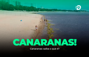 Canaranas: saiba o que é?